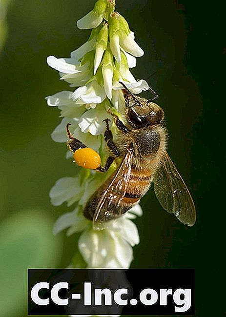 꿀벌 꽃가루