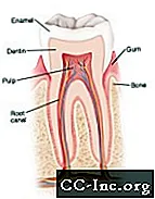 Burnos ir dantų anatomija ir raida