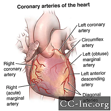 Anatomi og funksjon av koronararteriene