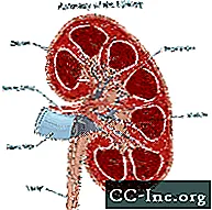 Computertomographie (CT oder CAT) Scan der Niere