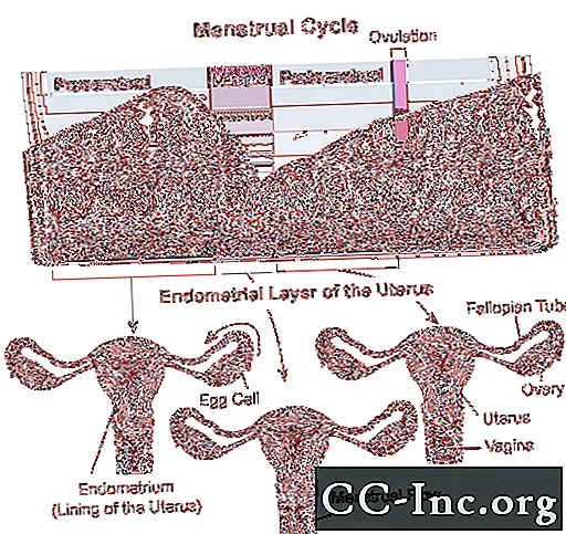 Menstruaaltsükkel: ülevaade