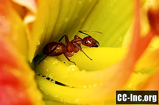 Wszystko o alergii na mrówki ognia - Medycyna