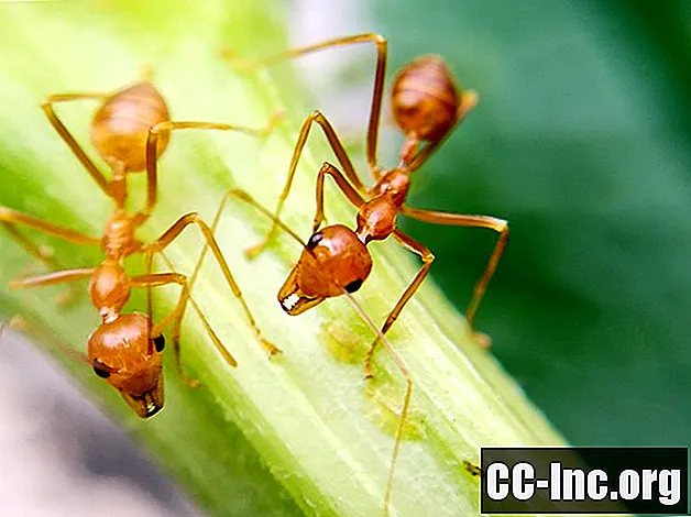 Alerģiskas reakcijas uz kukaiņu kodumiem un dzēlieniem