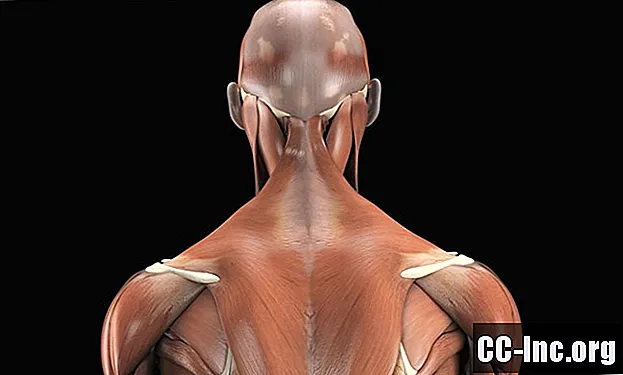 Анатомия на външните мускули на гърба