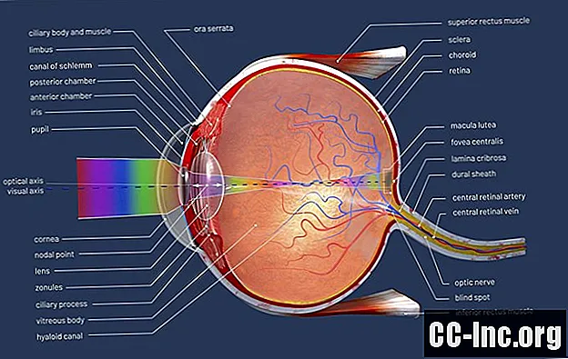 Silmän anatomia - Lääke