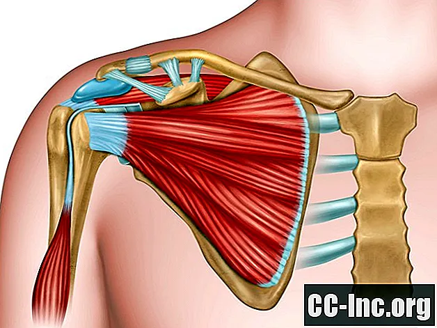Anatomie van het menselijke schoudergewricht