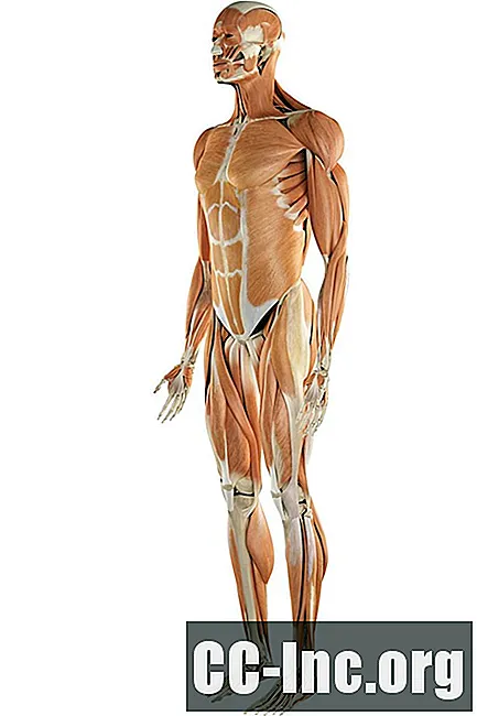 Antropometrik Ölçümler: Vücut Şekli ve Boyutları