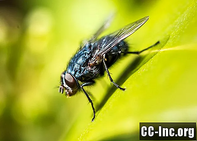 So muhe vzrok bolezni?