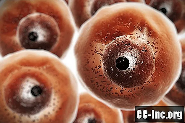Cellules B dans votre système immunitaire - Médicament