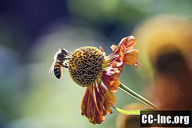 Bee Sting Therapy สำหรับหลายเส้นโลหิตตีบ