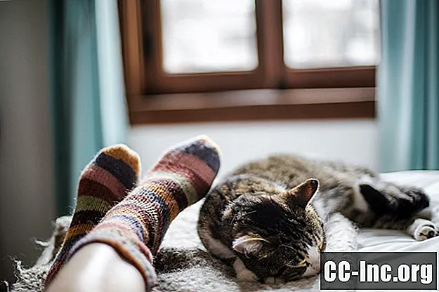 Infezioni di gatto che possono diffondersi agli esseri umani