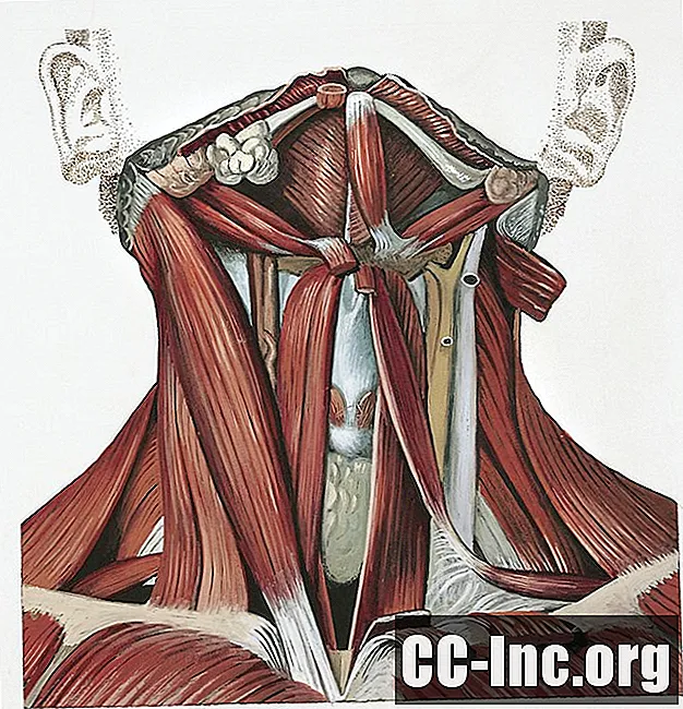 Mišice fleksorja globokega vratu - skupina Longus Colli