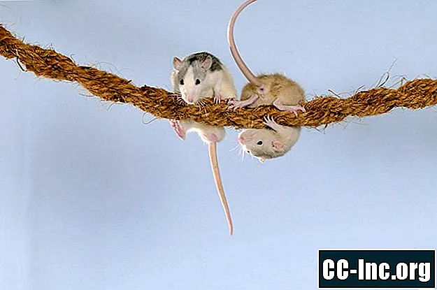 Különböző módszerek kezelik a patkánycsípést vagy karcolást