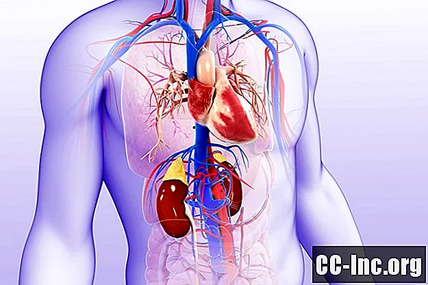 Examen du lien entre les maladies cardiaques et rénales