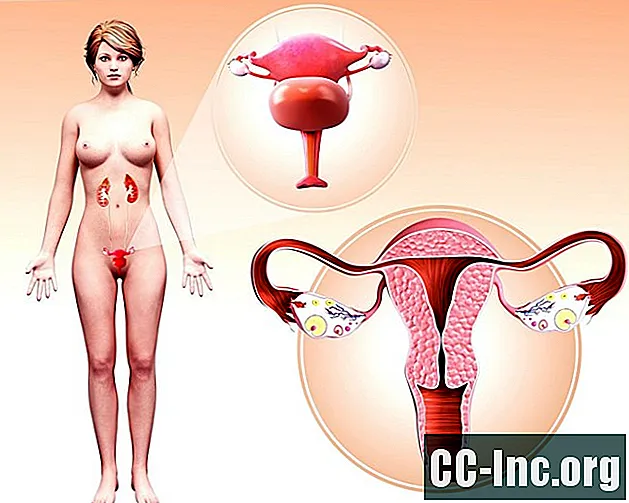 Weibliche Urologie und externe sexuelle Anatomie