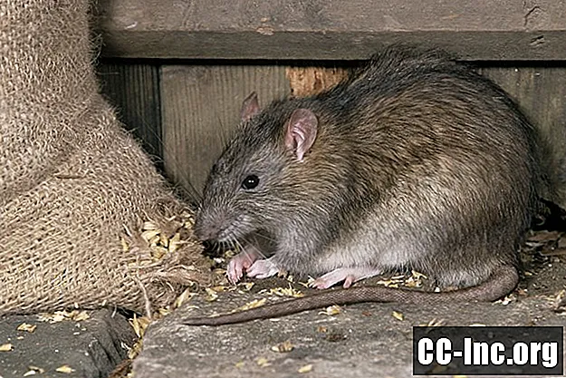 Första hjälpen för råttförgiftning
