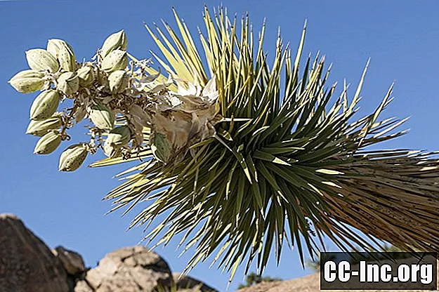 Yucca ieguvumi veselībai