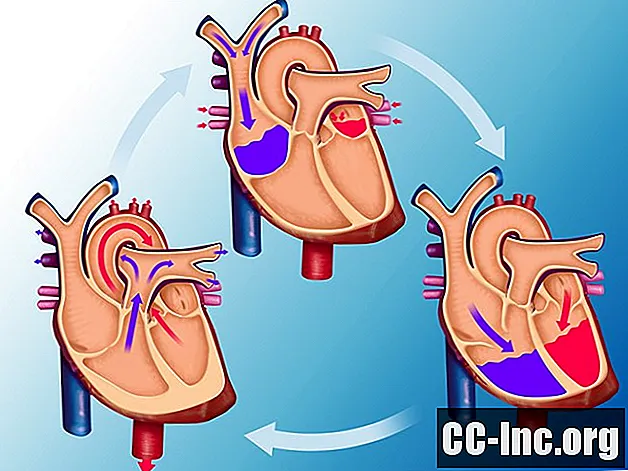 Cómo funciona su sistema circulatorio