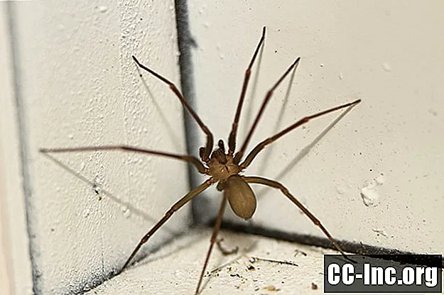 Hur man berättar om du blev biten av en brun recluse spindel