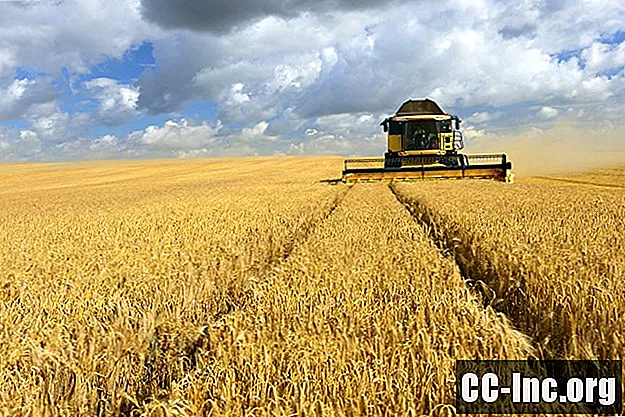 GMO 밀이 체강 및 글루텐 민감도를 증가 시키는가?