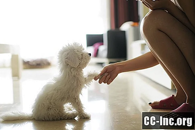 È sicuro tenere un animale domestico durante il trattamento?