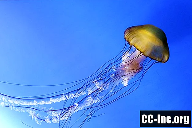 Imagens de picadas de medusa