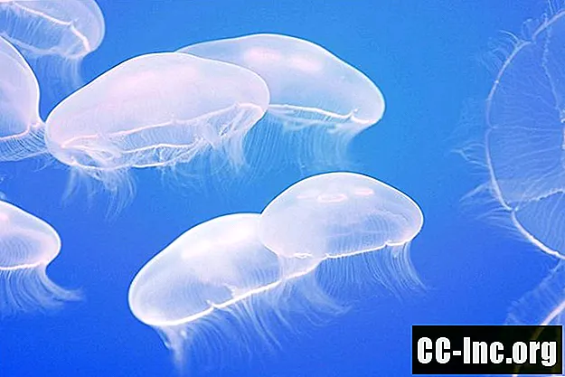 Trattamento e miti della puntura di medusa
