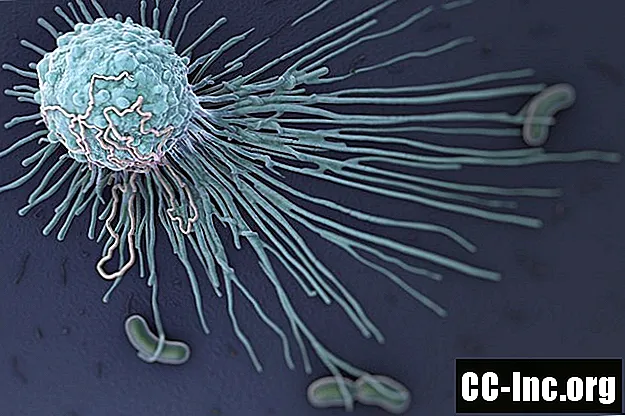 Los macrófagos y su sistema inmunológico