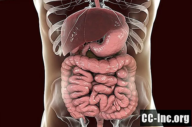 Organes qui composent le système digestif