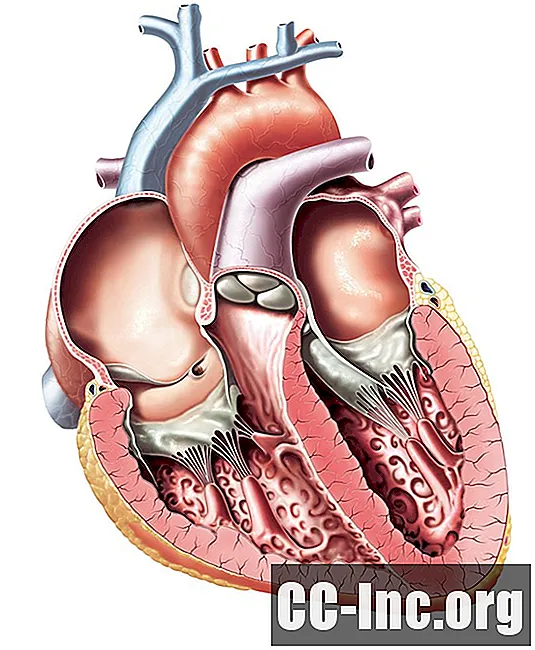 Visão geral das quatro válvulas cardíacas