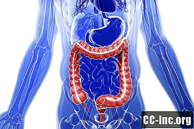 Părți ale sistemului digestiv