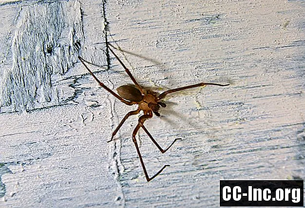 Signes révélateurs Ce n'est pas une araignée recluse brune - Médicament