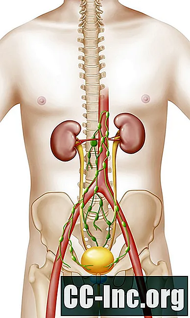 De anatomie van de abdominale aorta