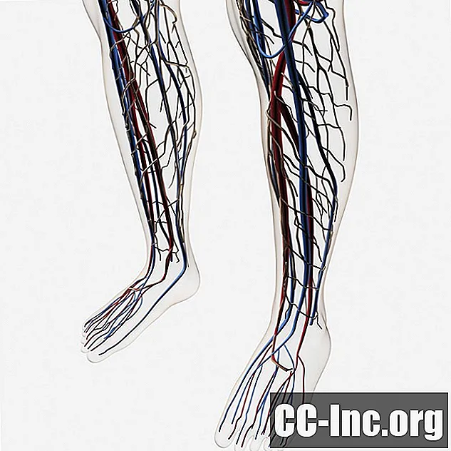 Anatomien til den fremre tibiale arterien