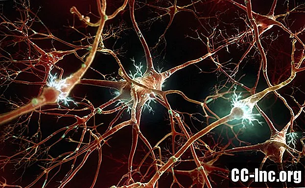 A anatomia do sistema nervoso autônomo