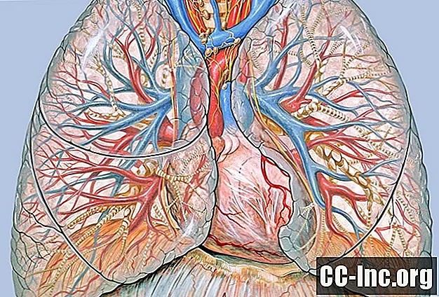 L'anatomie des bronchioles