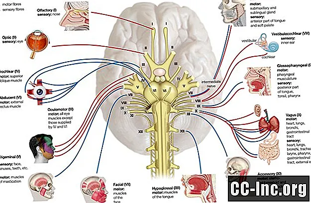 האנטומיה של עצבי הגולגולת