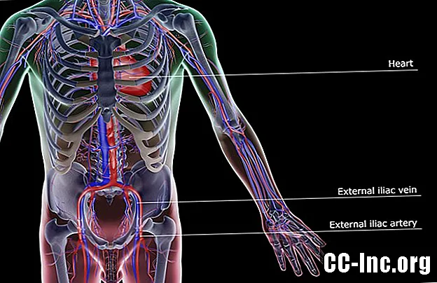 Anatomija zunanje iliačne arterije - Zdravilo