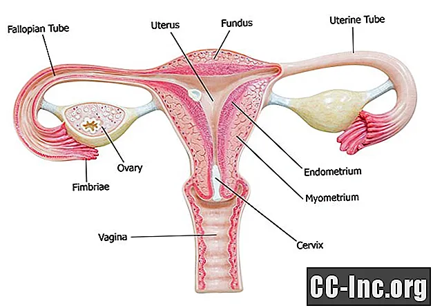 Анатомія маткових труб