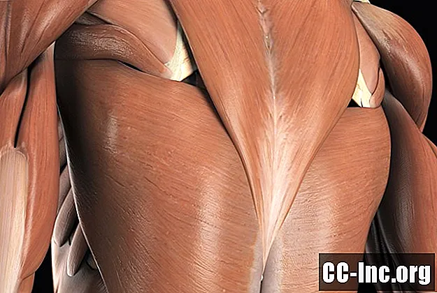 Анатомия широчайшей мышцы спины