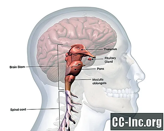 Anatomi av Medulla Oblongata