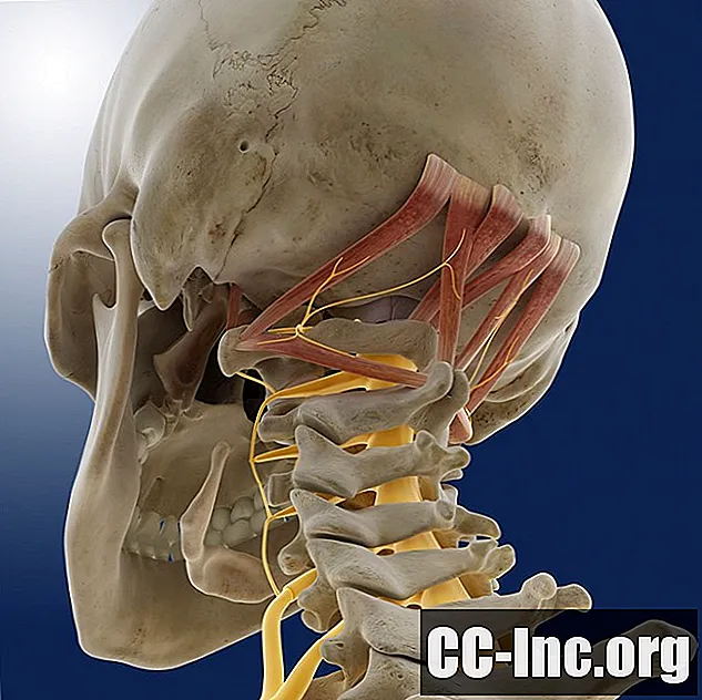 Anatomi av Occipital Bone
