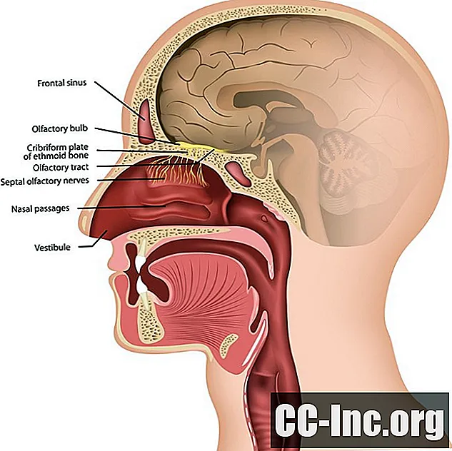 Anatomia nervului olfactiv