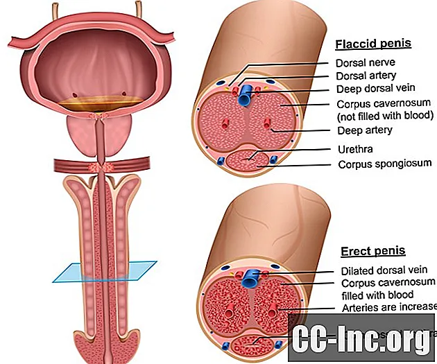 Die Anatomie des Penis
