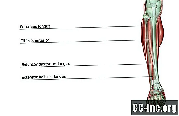 La anatomía del músculo peroneo largo