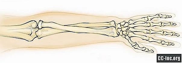 Anatomi Radius