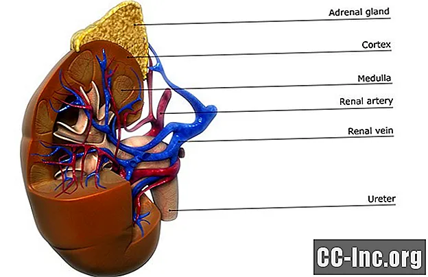 A anatomia da veia renal