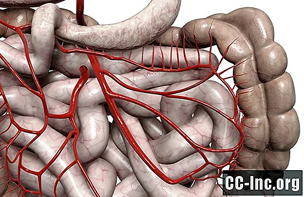 Giải phẫu của động mạch mạc treo tràng trên