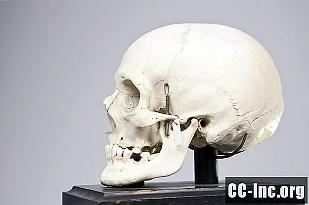 Laikino kaulo anatomija