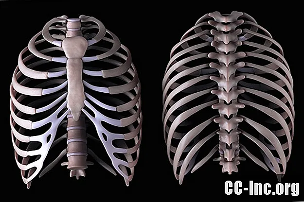 胸椎の解剖学